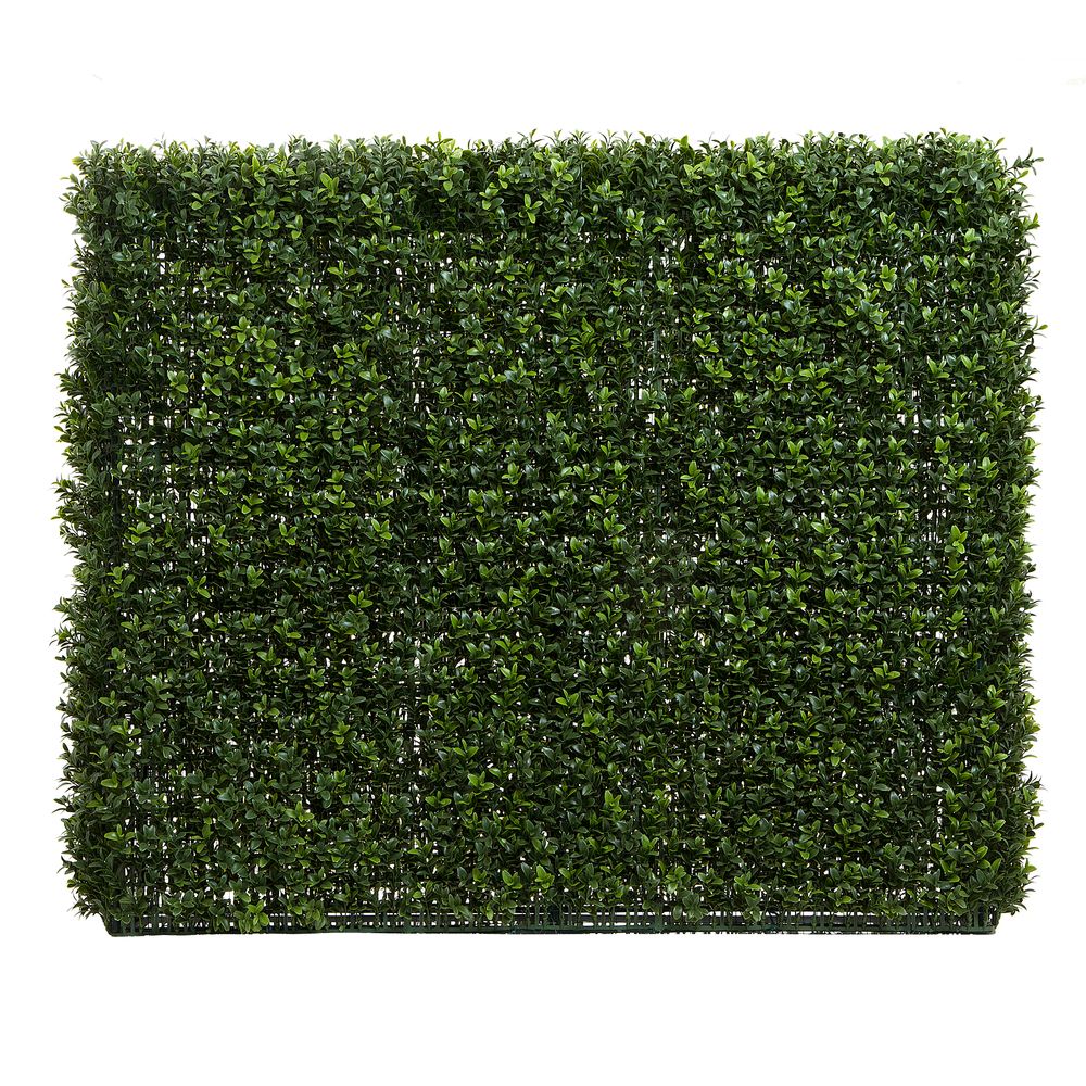 Boxwood Hedge 75X100Cm