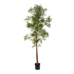 Olive Tree 2M