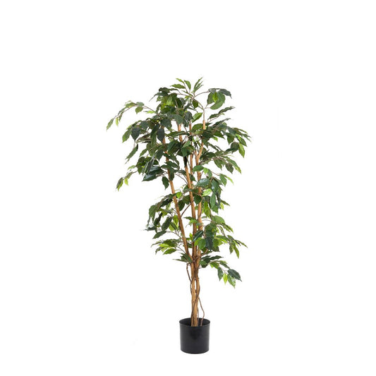 Ficus 1.2M