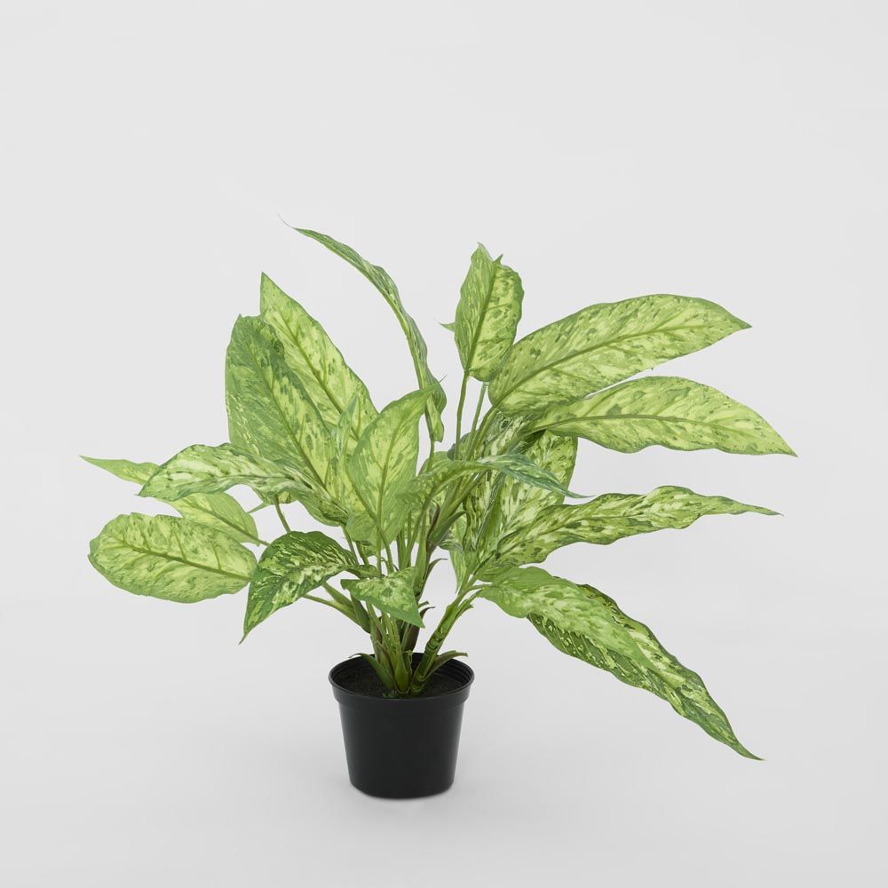 龙血树植物 Real Touch 盆栽 39 厘米