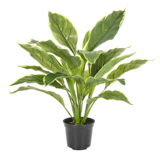 Hosta Plant Real Touch In Pot 42Cm Green