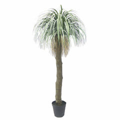 Grass Tree Large 2M