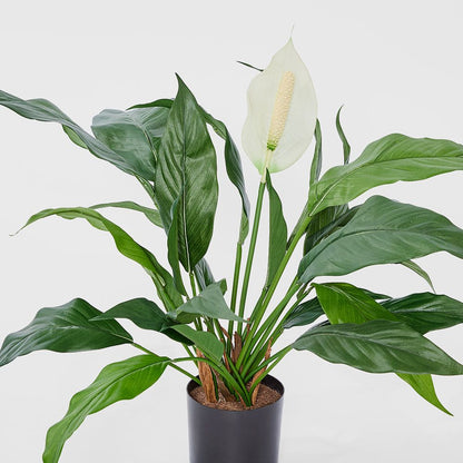 Spathiphyllum Lily White 63Cm