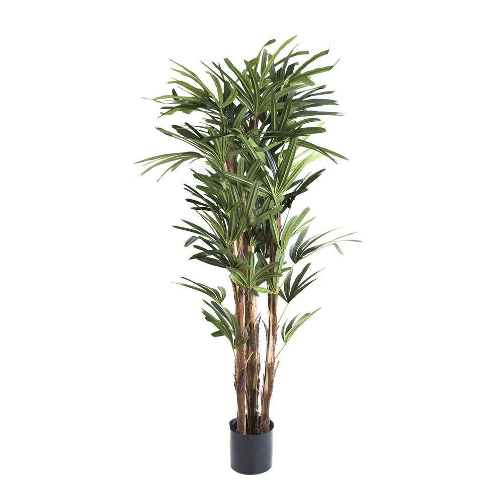 Raphis Palm 1.5M