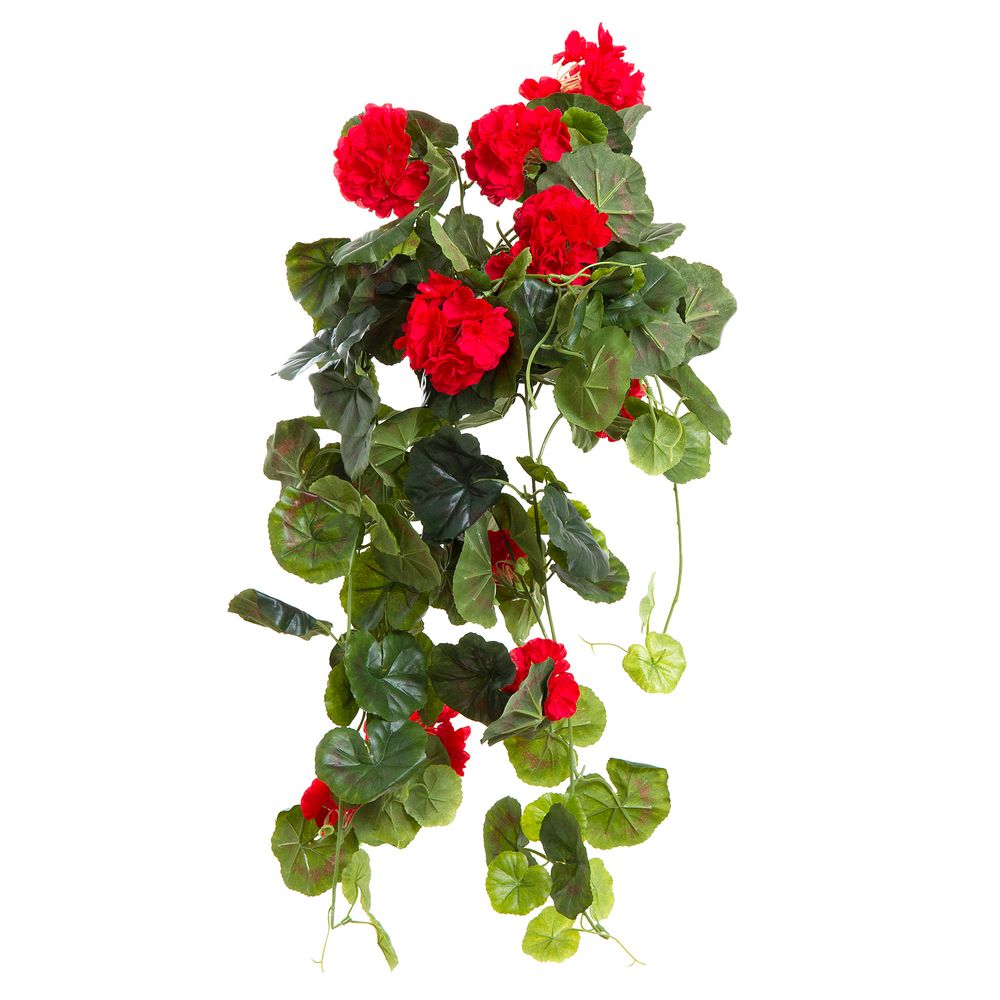 Geranium Bush Trail 60Cm Red