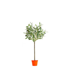 Olive Topiary 65Cm