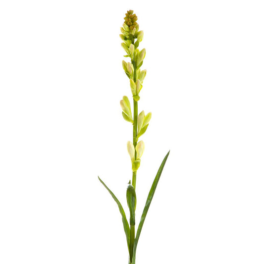 Tuberose Bud 80Cm Cream & Green