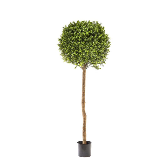 Boxwood Ball Tree 1.5M