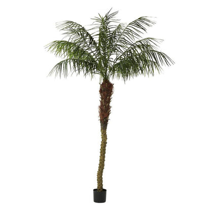 Phoenix Palm 2.4M