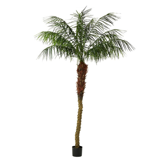 Phoenix Palm 2.4M