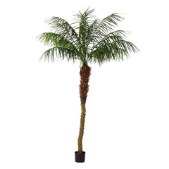 Phoenix Palm 2.4M