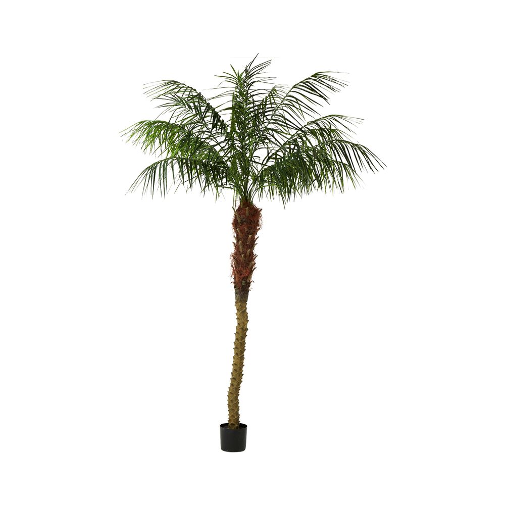 Phoenix Palm 2.1M