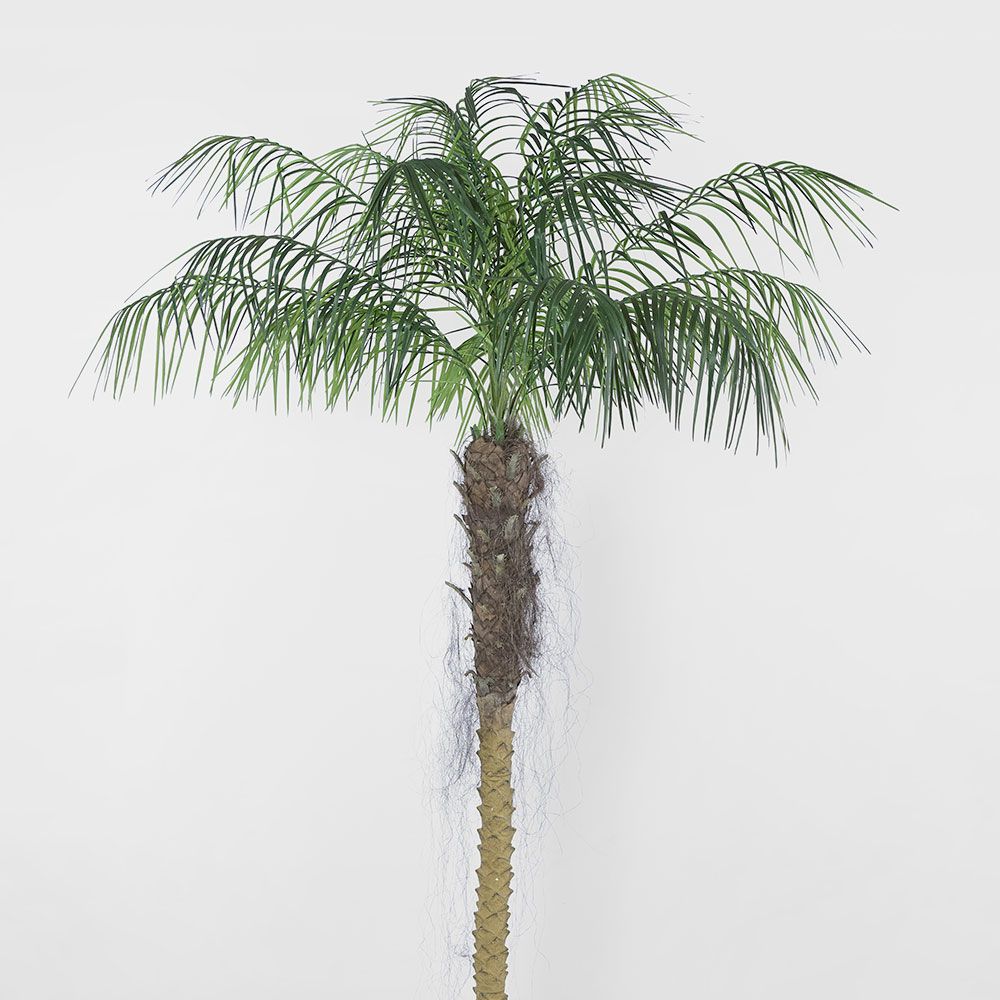 Phoenix Palm 2.1M