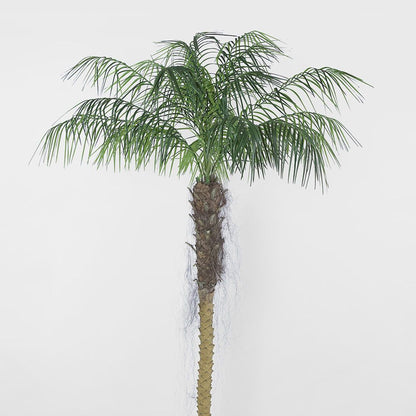 Phoenix Palm 2.1M
