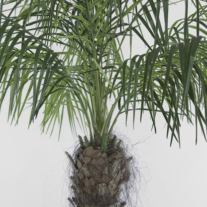 Phoenix Palm 2.1M