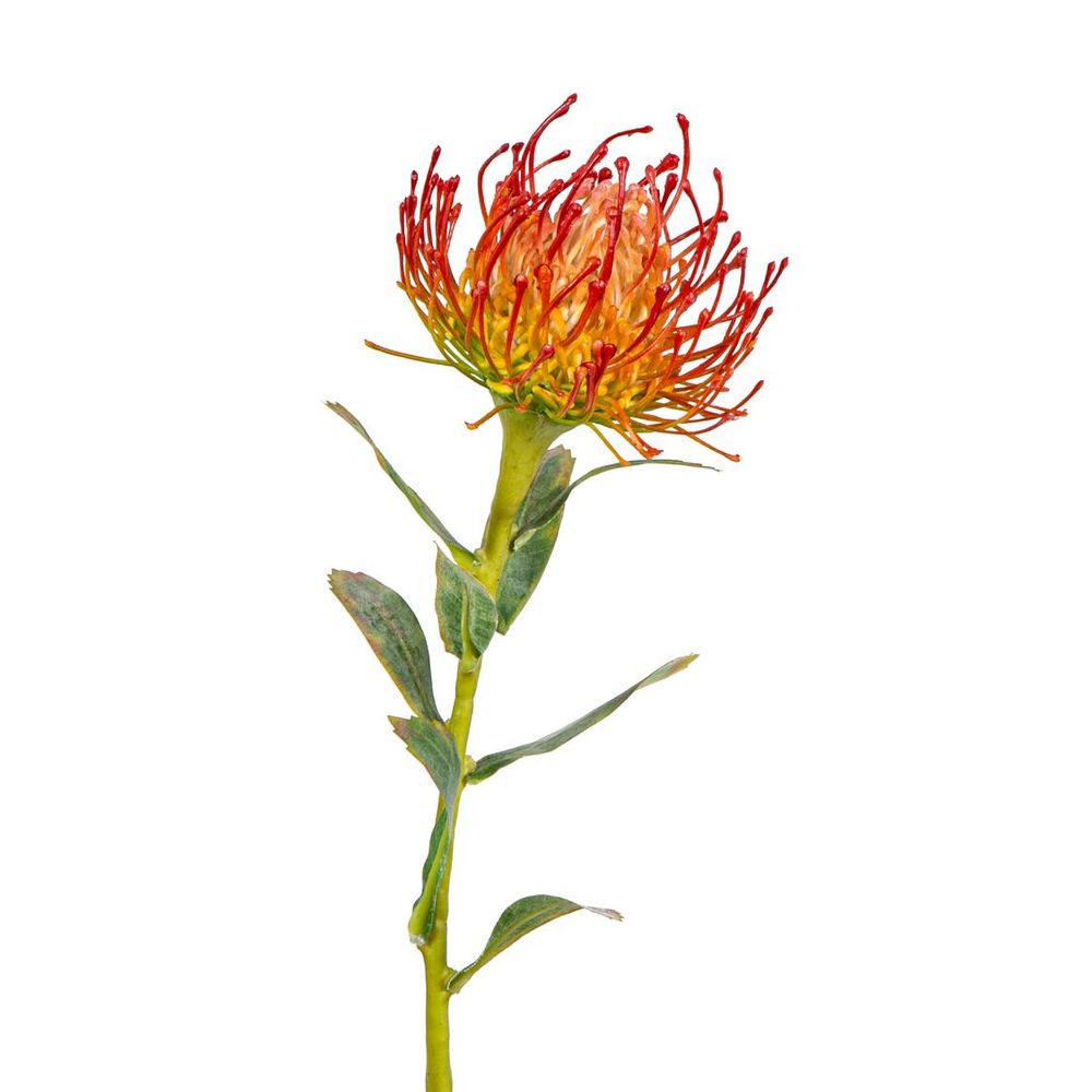 Protea Stem 61Cm Orange