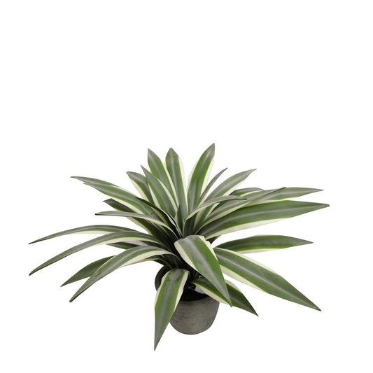 Flax Leaf Plant In Pot 35Cm