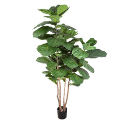 Fiddle Leaf Tree 1.9M