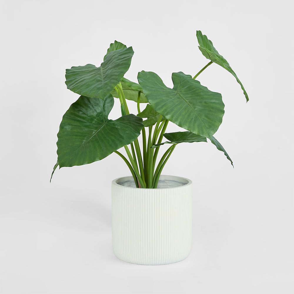 Alocasia Calidora Potted 80Cm