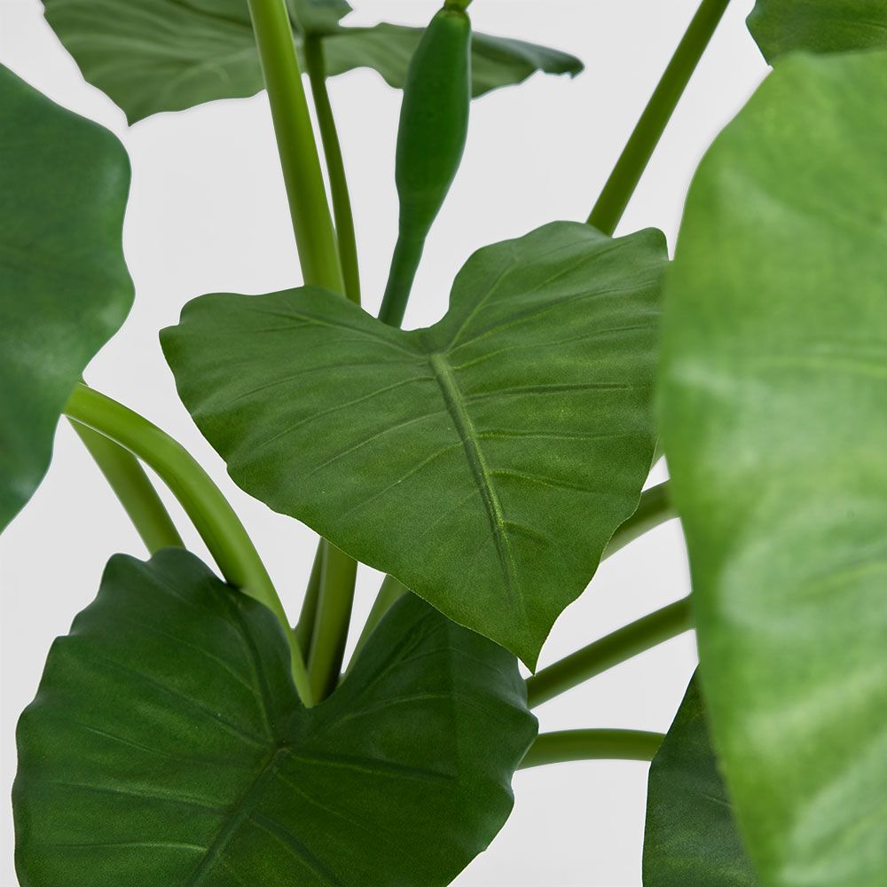 Alocasia Calidora Potted 80Cm