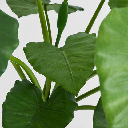 Alocasia Calidora Potted 80Cm