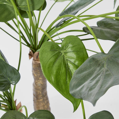 Alocasia Cucullata Tree 95Cm