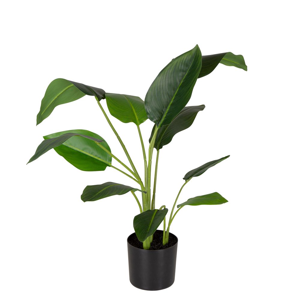 Strelitzia In Pot 78Cm