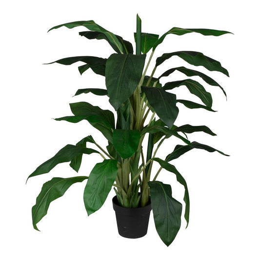 Dracaena In Pot 1.22M