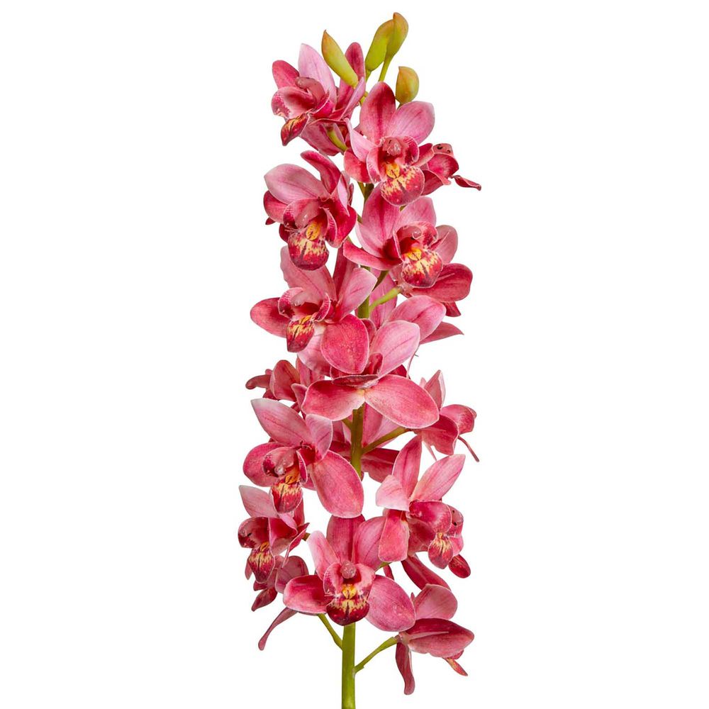 Orchid Cymbidium 80cm Dark Pink