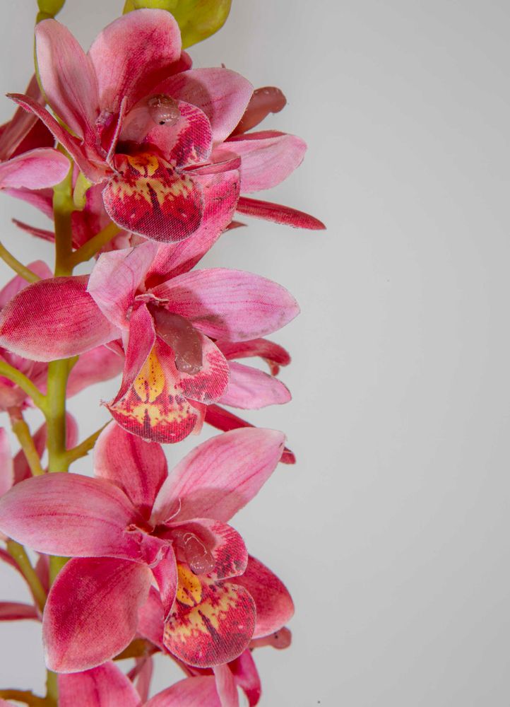 Orchid Cymbidium 80cm Dark Pink