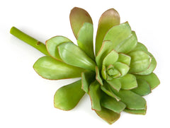 Succulent 19Cm Light Green