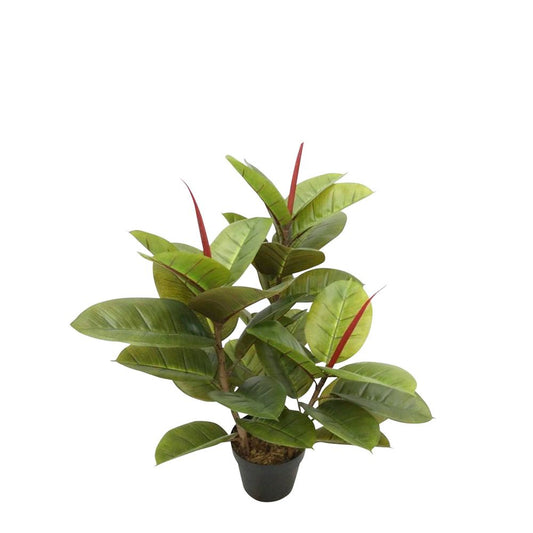 Rubber Tree In Pot 80Cm