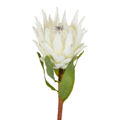 Protea King Stem 75Cm White