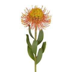 Pincushion Flower Stem 58Cm Orange