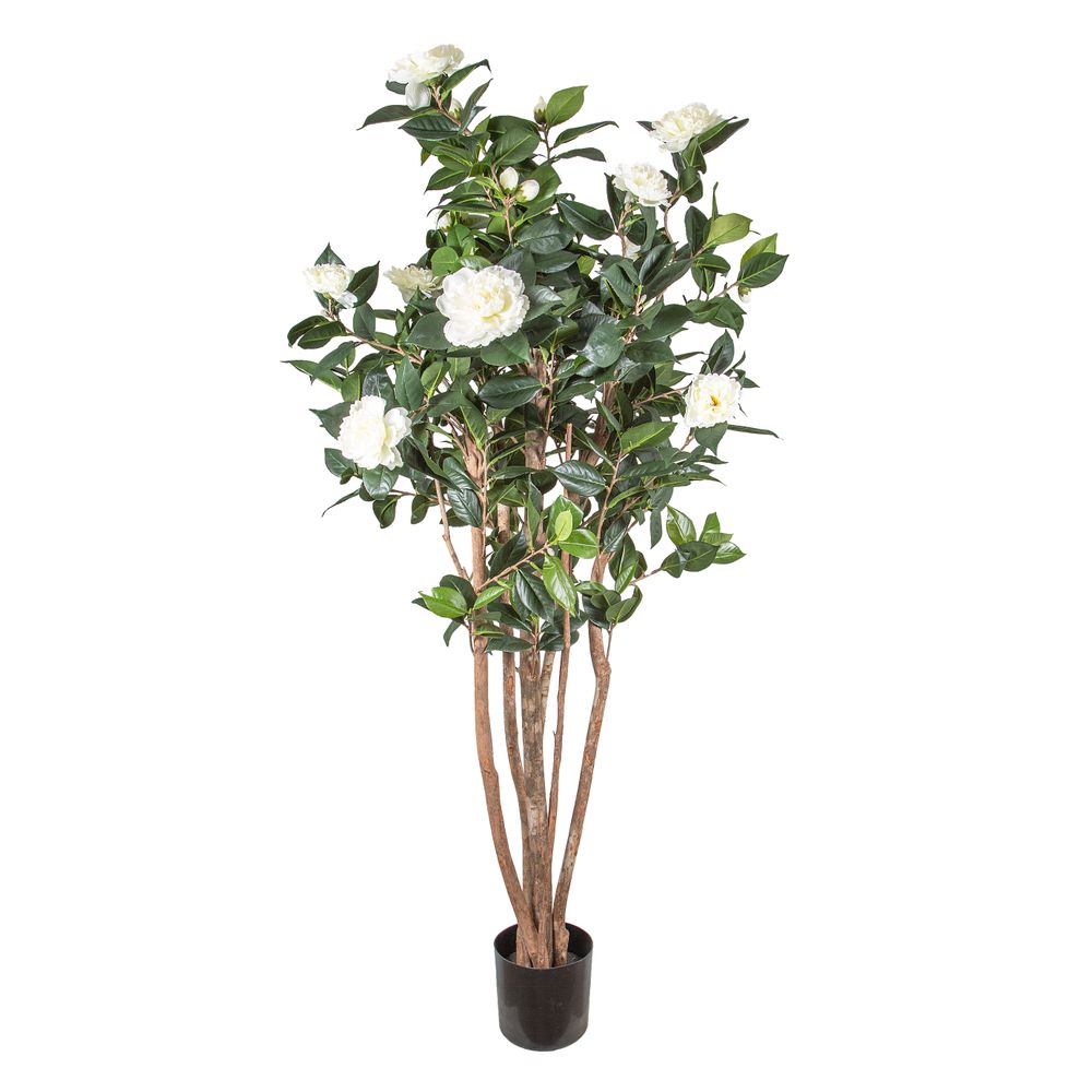 Camellia Japonica Tree White 1.6M