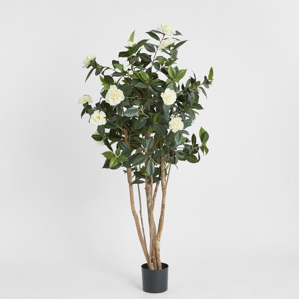 山茶花树白色1.6M