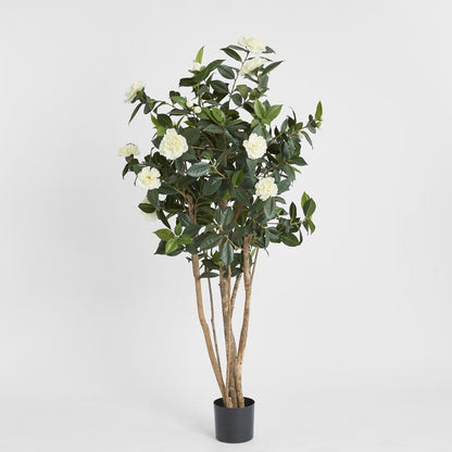 山茶花树白色1.6M