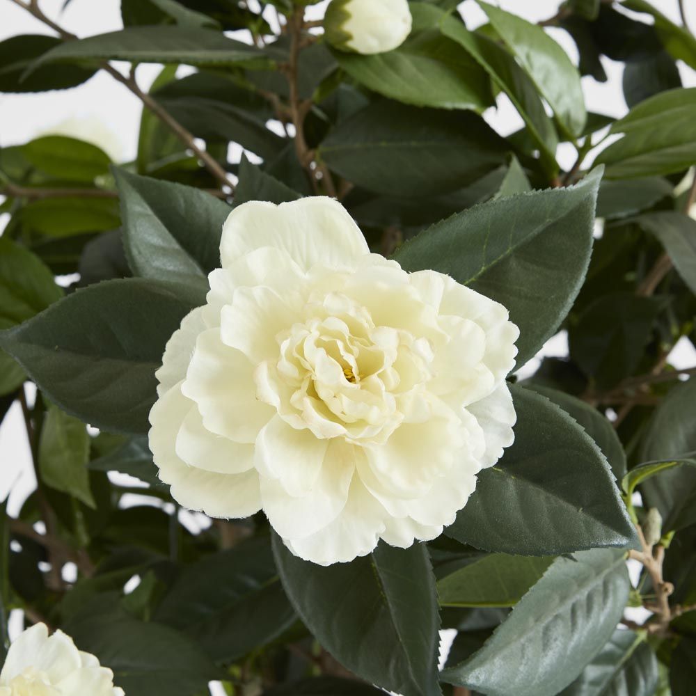山茶花树白色1.6M