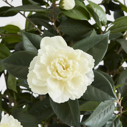 山茶花树白色1.6M