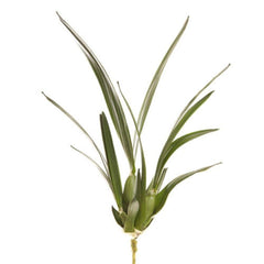 Spider Orchid Leaf W/Roots 65Cm Green