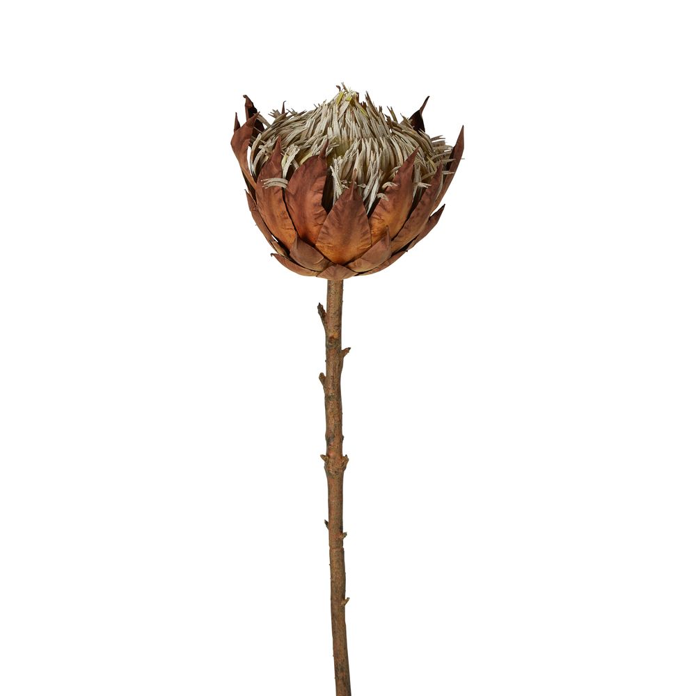 Dried Look Protea Stem Large 66Cm Brown