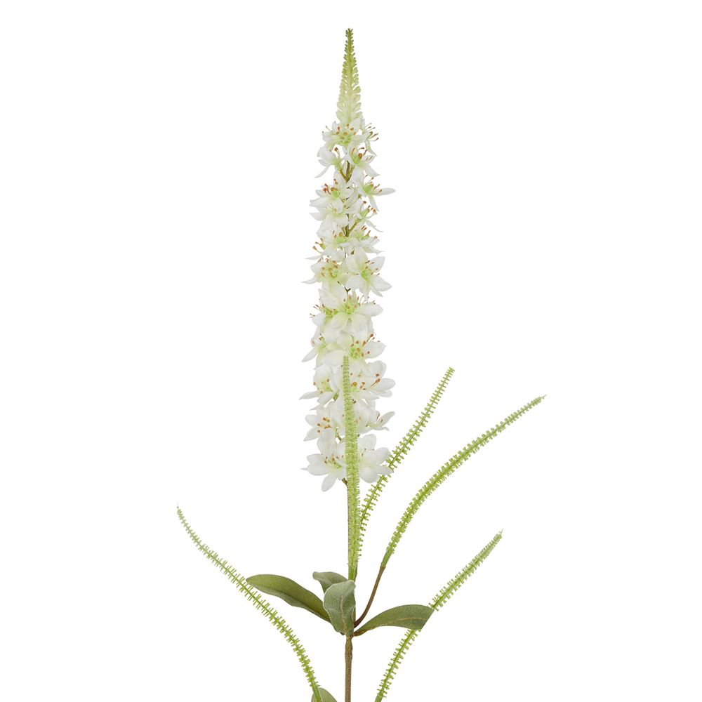 Veronica Speedwell Flower Stem 103Cm White