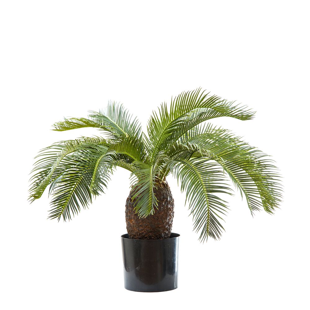 Cycad Palm 65Cm