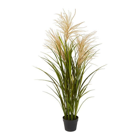 Pampas Grasses In Black Pot