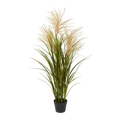 Pampas Grasses In Black Pot