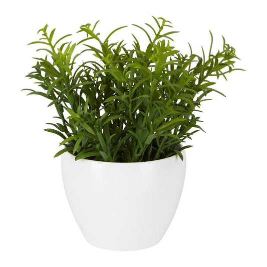 Sedum In Melamine Pot