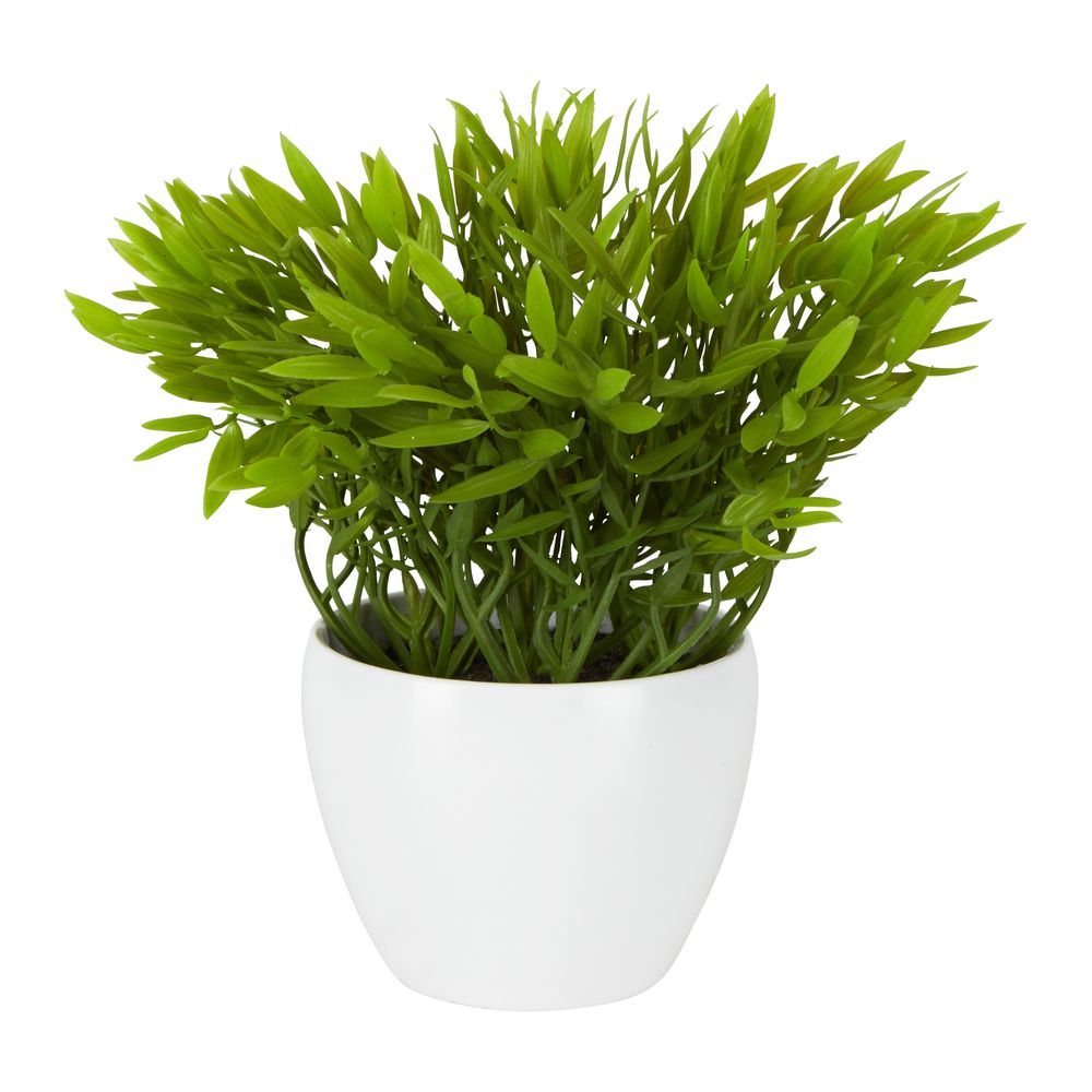 Pepper Plant Sarmentosum In Melamine Pot