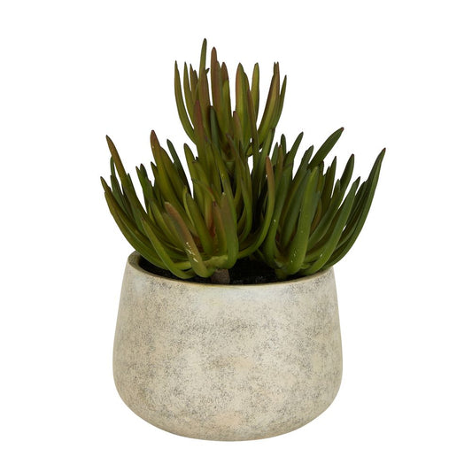 Succulents In Grey Pot Large