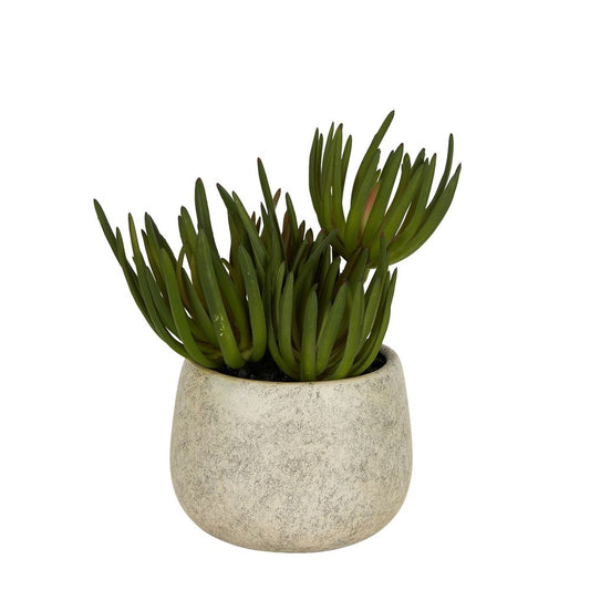 Succulents In Grey Pot Small