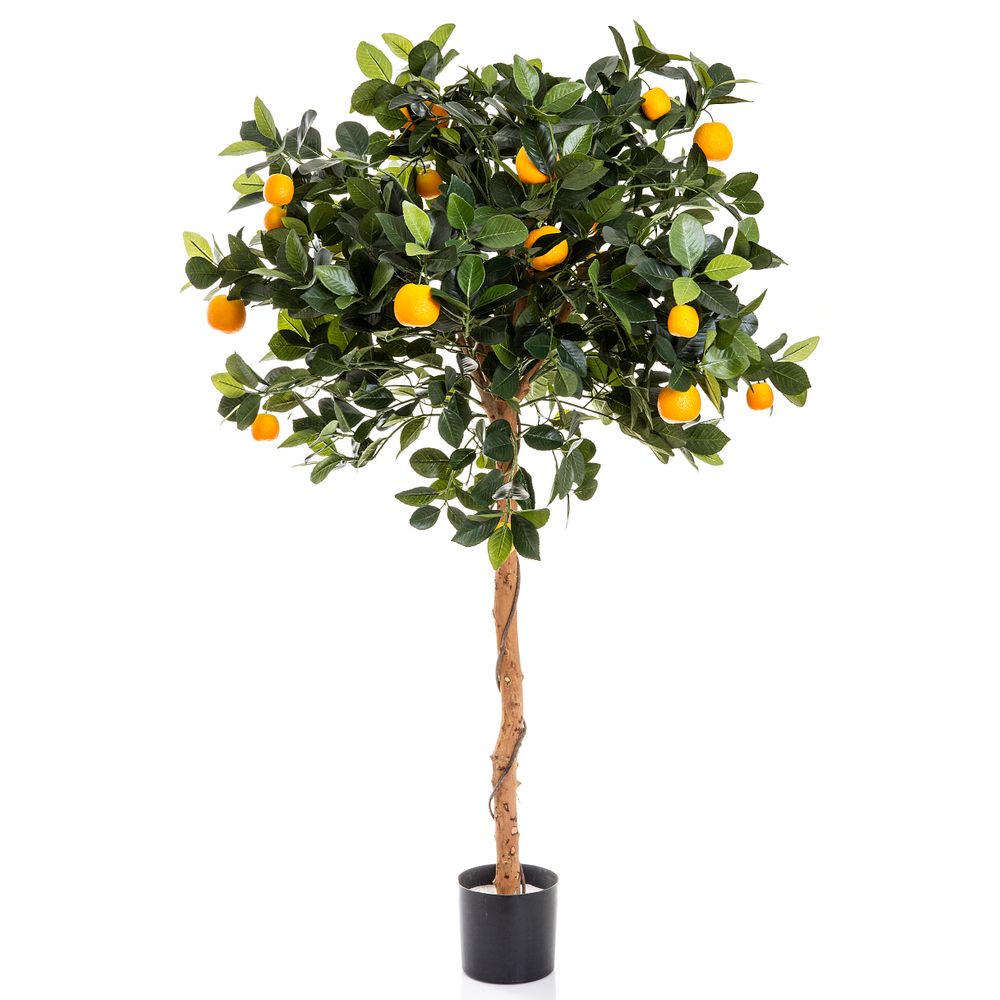 Golden Orange Tree 1.2M